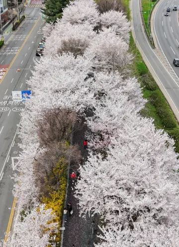 장안벚꽃길